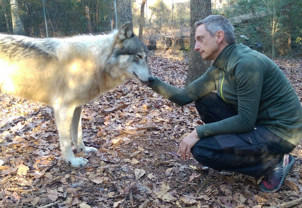 Yuma, Alpha Gray Wolf - Seacrest Wolf Preserve, Chipley, FL